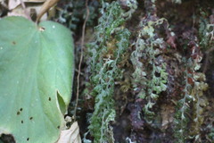 Hymenophyllum badium