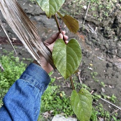 Cissus pteroclada