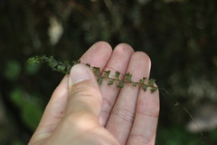 Hymenophyllum badium