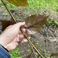 Cissus pteroclada