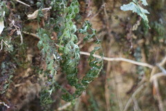 Hymenophyllum badium