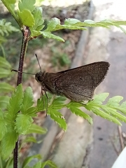 Mucia zygia