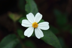 Bidens alba