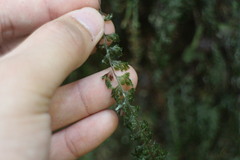 Hymenophyllum badium