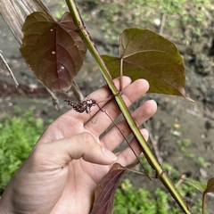 Cissus pteroclada