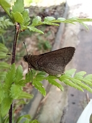 Mucia zygia