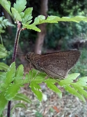 Mucia zygia