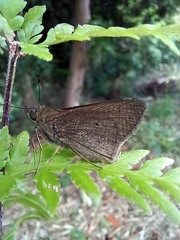 Mucia zygia