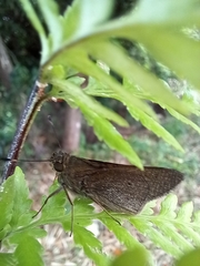 Mucia zygia