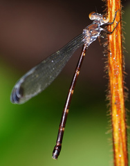 Devadatta