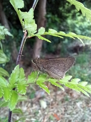 Mucia zygia