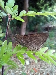 Mucia zygia