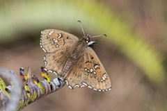 Caprona alida