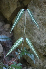 Gardneria multiflora