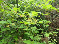 Litsea pungens