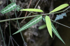 Gardneria multiflora