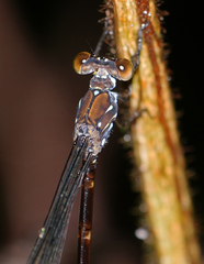 Devadatta
