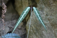 Gardneria multiflora