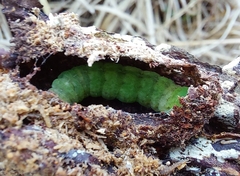 Phlogophora meticulosa