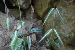 Gardneria multiflora