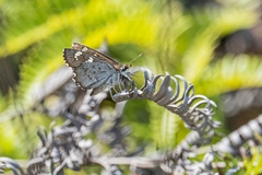 Caprona alida