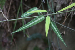 Gardneria multiflora