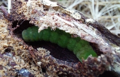 Phlogophora meticulosa