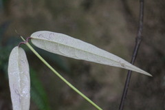 Gardneria multiflora