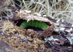 Phlogophora meticulosa