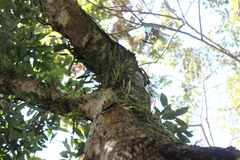 Bulbophyllum pectinatum