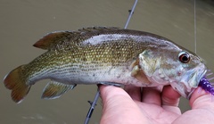 Micropterus coosae