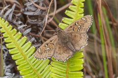Caprona alida
