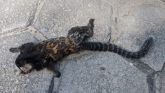 Callithrix geoffroyi