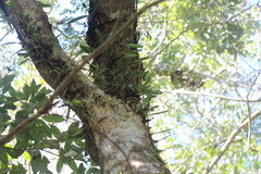 Bulbophyllum pectinatum
