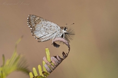 Caprona alida