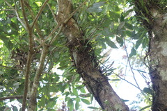 Bulbophyllum pectinatum