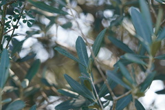 Olea europaea