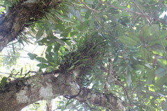 Bulbophyllum pectinatum