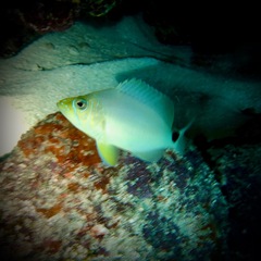 Hypoplectrus unicolor