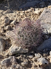 Echinomastus johnsonii