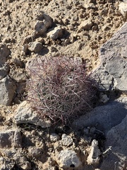 Echinomastus johnsonii