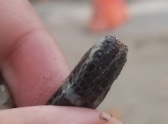 Laticauda laticaudata