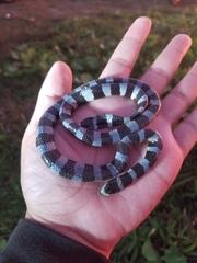 Laticauda laticaudata