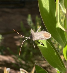 Elasmopoda valga