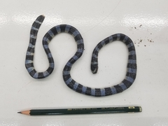 Laticauda laticaudata
