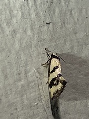 Olbonoma triptycha