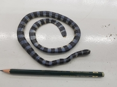 Laticauda laticaudata