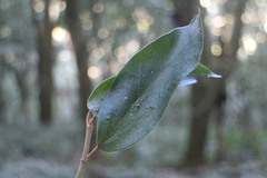 Ficus pumila awkeotsang