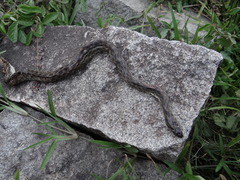 Madagascarophis colubrinus
