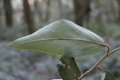 Ficus pumila awkeotsang